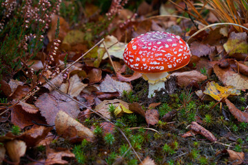 closeup of a beautiful fly agaric that is surrounded by brown autumn leaves