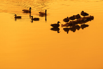 Glow of wildfire smoke creates an eerie glow as birds swim in a body of water