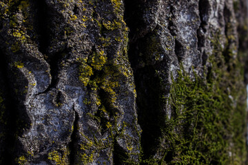 Old Wood Bark Tree Texture Background Pattern. Selective focus.