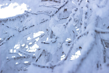 Snow and rime ice on the branches of bushes. Beautiful winter background with twigs covered with...