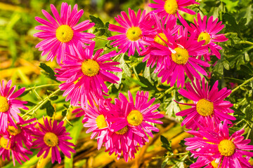 CHRYSANTHEMUMS ARE BRIGHT. AUTUMN BACKGROUND OF FLOWERS. Ornamental plant.SELECTIVE FOCUS