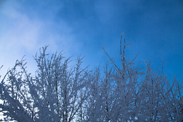 Snow-covered branches against the blue sky. Beautiful winter landscape.