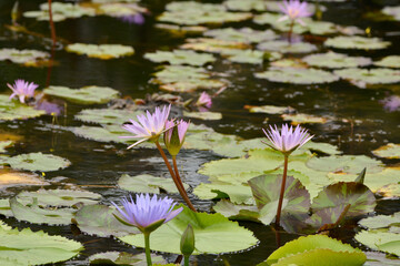 Beautiful purple lotus flowers on pond.