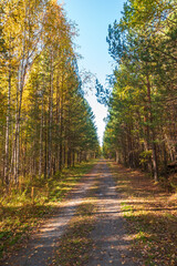 Trail with fallen leaves in an autumn pine forest or park.