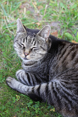 a large domestic gray tabby cat lies on the ground in the park