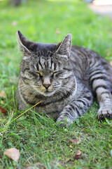 a large domestic gray tabby cat lies on the ground in the park