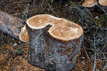 Fresh cut tree stump with sawdust from felling tree