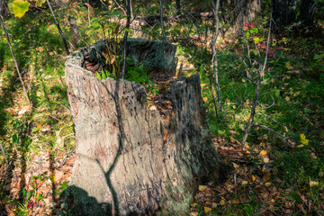 Old tree stump with moss and fern in the autumn forest