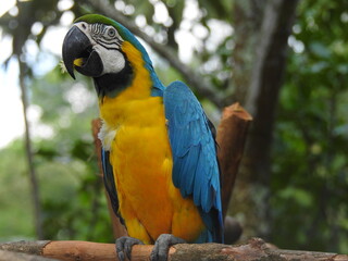 Obraz premium Ara ararauna or yellow macaw on a tree branch