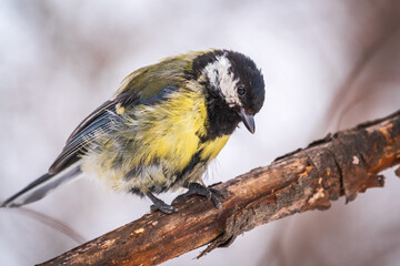 Tit with a damaged paw. Cute bird Great tit, songbird sitting on a branch without leaves in the autumn or winter.