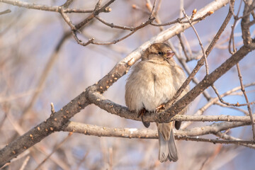 Sparrow sits on a branch without leaves with snow.