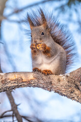Naklejka na ściany i meble The squirrel sits on a fir branches in the winter or autumn