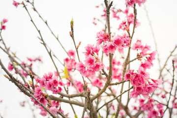 Ramas de sakura y flores