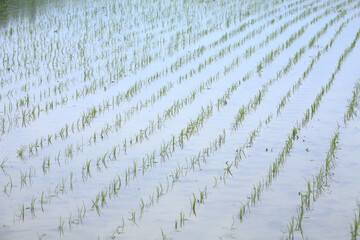 春の水田