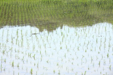 春の水田