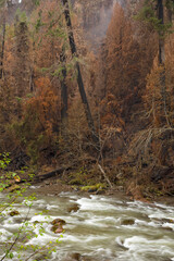 The Beachie Creek Fire near the Santiam river in Oregon left the landscape scorched and bare