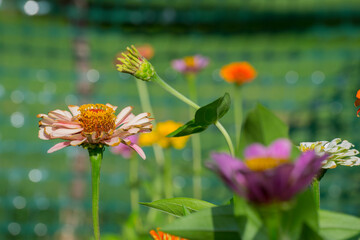 Backyard Garden Nature Flowers