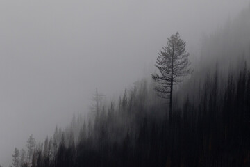 Naklejka premium The Beachie Creek Fire near the Santiam river in Oregon left the landscape scorched and bare
