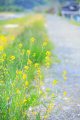 春の菜の花畑