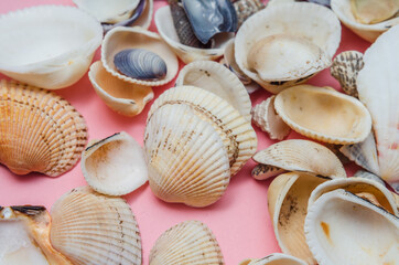 seashells from a summer holiday at the sea