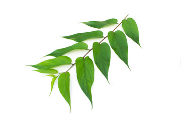 Trema Leaves orientalis isolated on white background, tropical tree.