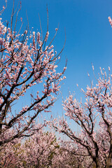 杏の花