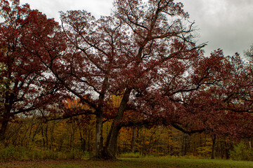 Fototapeta premium tree in autumn