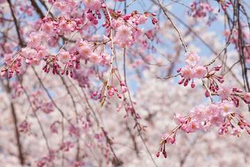 枝垂れ桜
