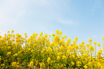 菜の花