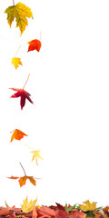 Obraz premium Autumn Leaves Falling Vertical