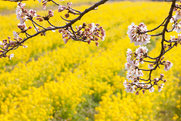 菜の花と桜