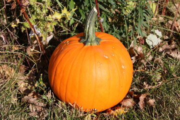 Fototapeta premium Pumpkin In The Sun, Edmonton, Alberta