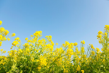 菜の花