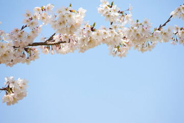 奈良公園のさくら