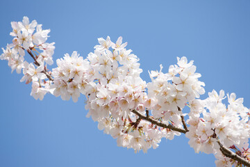 奈良公園のさくら