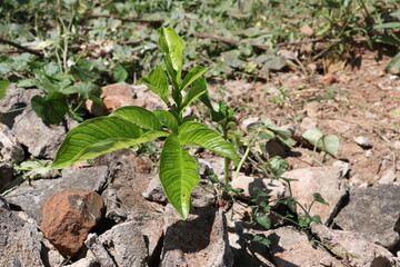 plant in the ground
