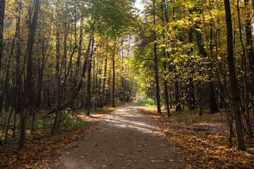 Autumn in the city Park, trees in yellow foliage
