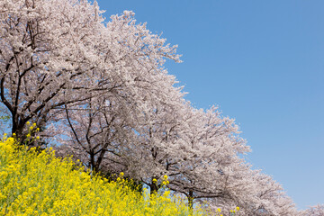 桜並木と菜の花畑