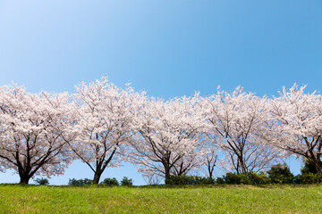 桜並木