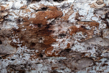 Tree Bark Texture