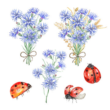 Watercolor illustration, bouquets of dry grass and wildflowers