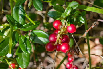 Red and white cranberry berries ripen on a Bush in the forest close up