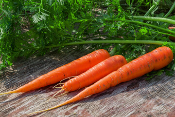 Three fresh carrots and herbs are lying on an old wooden table. Theme healthy vegetarian food, fresh vegetables.