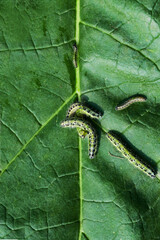 Several butterfly caterpillars on a green leaf close-up, Garden and garden pest