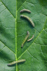Several butterfly caterpillars on a green leaf close-up, Garden and garden pest