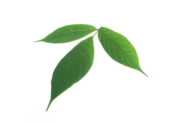 Derris elliptica Benth leaf on white background.