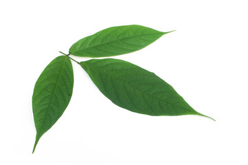 Fototapeta na wymiar Derris elliptica Benth leaf on white background.