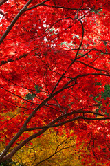 笠置山の紅葉