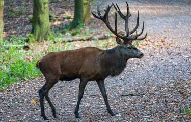Hochwildpark Rheinland