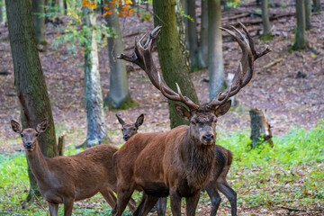 Hochwildpark Rheinland